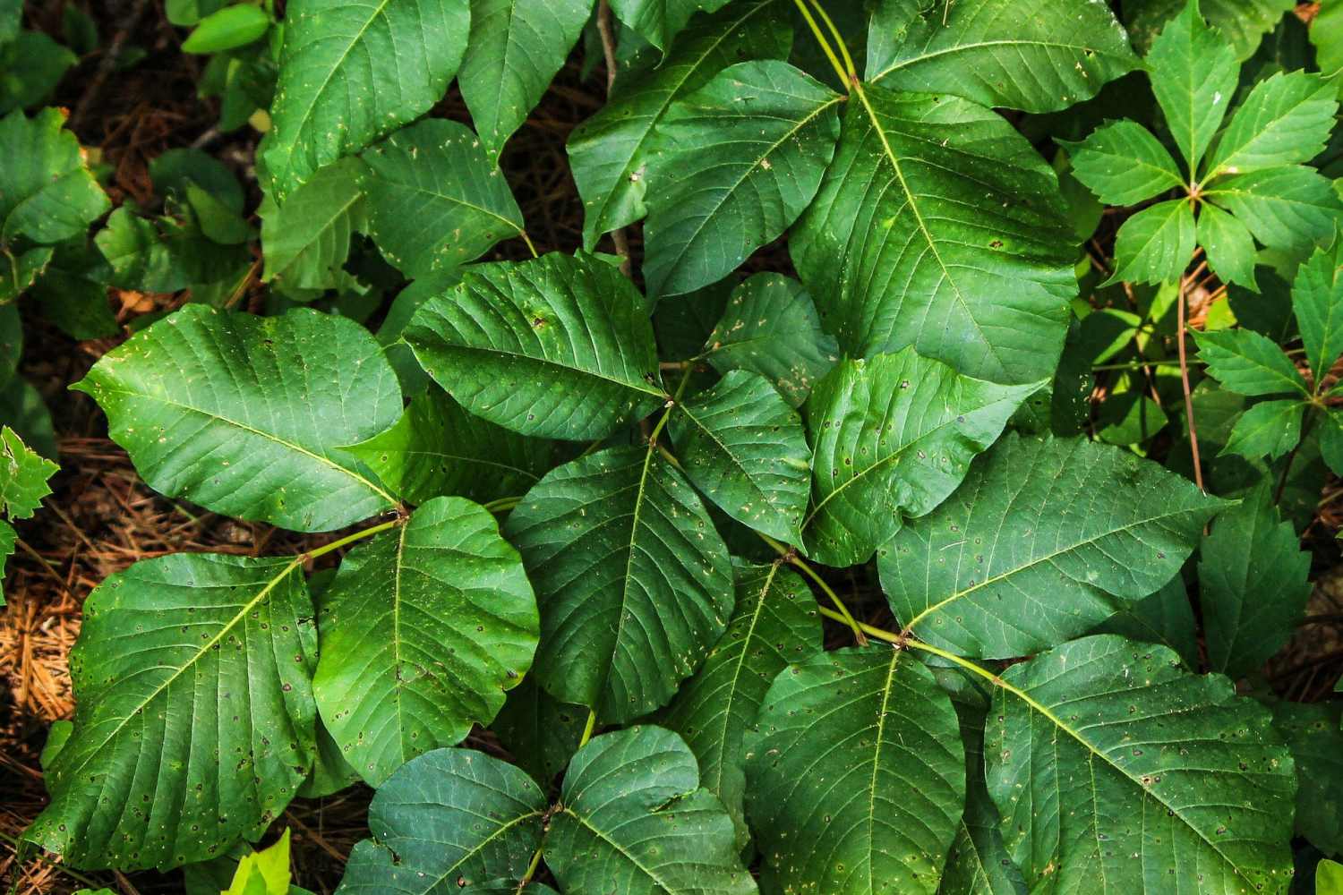 10 Home Remedies for Poison Ivy